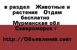  в раздел : Животные и растения » Отдам бесплатно . Мурманская обл.,Североморск г.